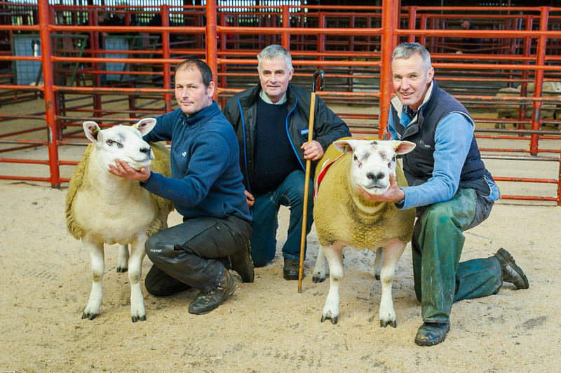 Champion and Reserve Texel with judge